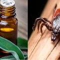 4 naturalne olejki, które odstraszą kleszcze i komary!