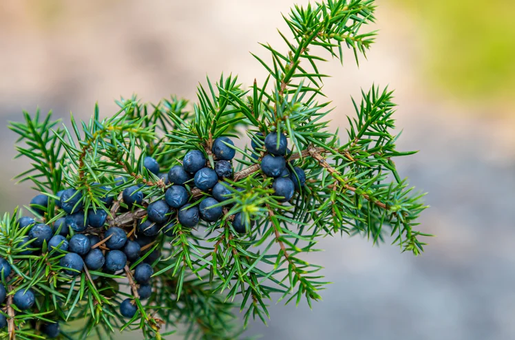 Zdjęcie Uprawiamy ją w doniczkach, a jest silnie toksyczna! Sanepis wydał ważny komunikat z ostrzeżeniem #5