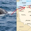 Coś niespotykanego! Delfin spotkany w Bałtyku!