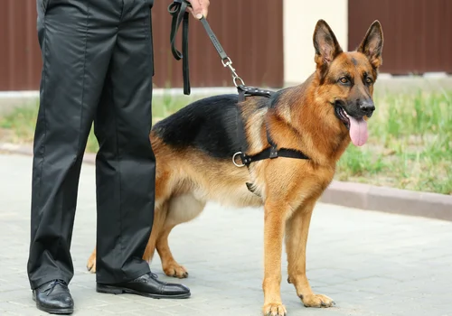 Święto Straży Granicznej: Historia i Znaczenie