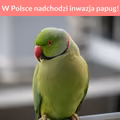 Naukowcy ostrzegają- w Polsce nadchodzi inwazja papug!