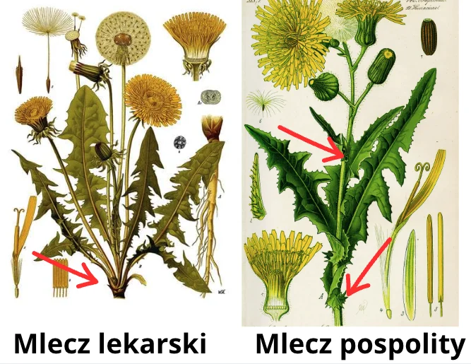 Zdjęcie Mniszek lekarski czy mlecz? Wiele osób nie rozróżnia tych roślin! Jedna z nich może być szkodliwa. #1