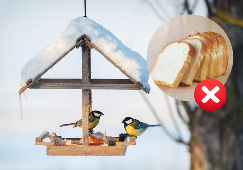 Dlaczego chleb ZABIJA ptaki? 5 rzeczy, których nigdy nie wrzucaj do karmnika