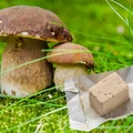 Jak wyhodować leśne grzyby we własnym ogrodzie? Dodaj drożdże i ciesz się zbiorami jak prosto z lasu!