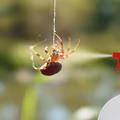 Pozbądź się pająków raz na zawsze! Sprawdź przepis na domowy spray!