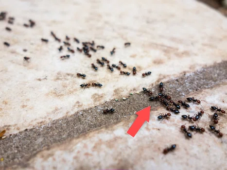 Jak pozbyć się mrówek z ogrodu? Poznaj Jak kilka ekologicznych sposobów!