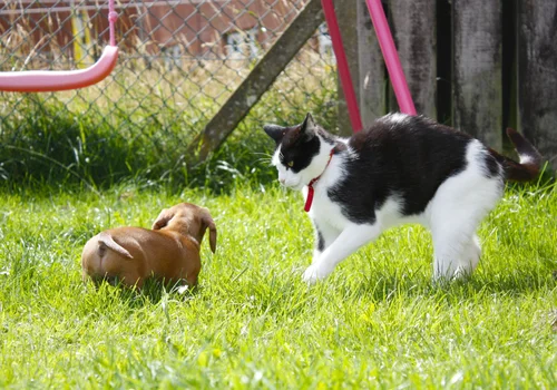 Nowy obowiązek dla właścicieli psów i kotów - Sejm już przegłosował! Grzywna może sięgać nawet 5 tys. złotych