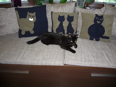 patchworkowe poduszki z kotami