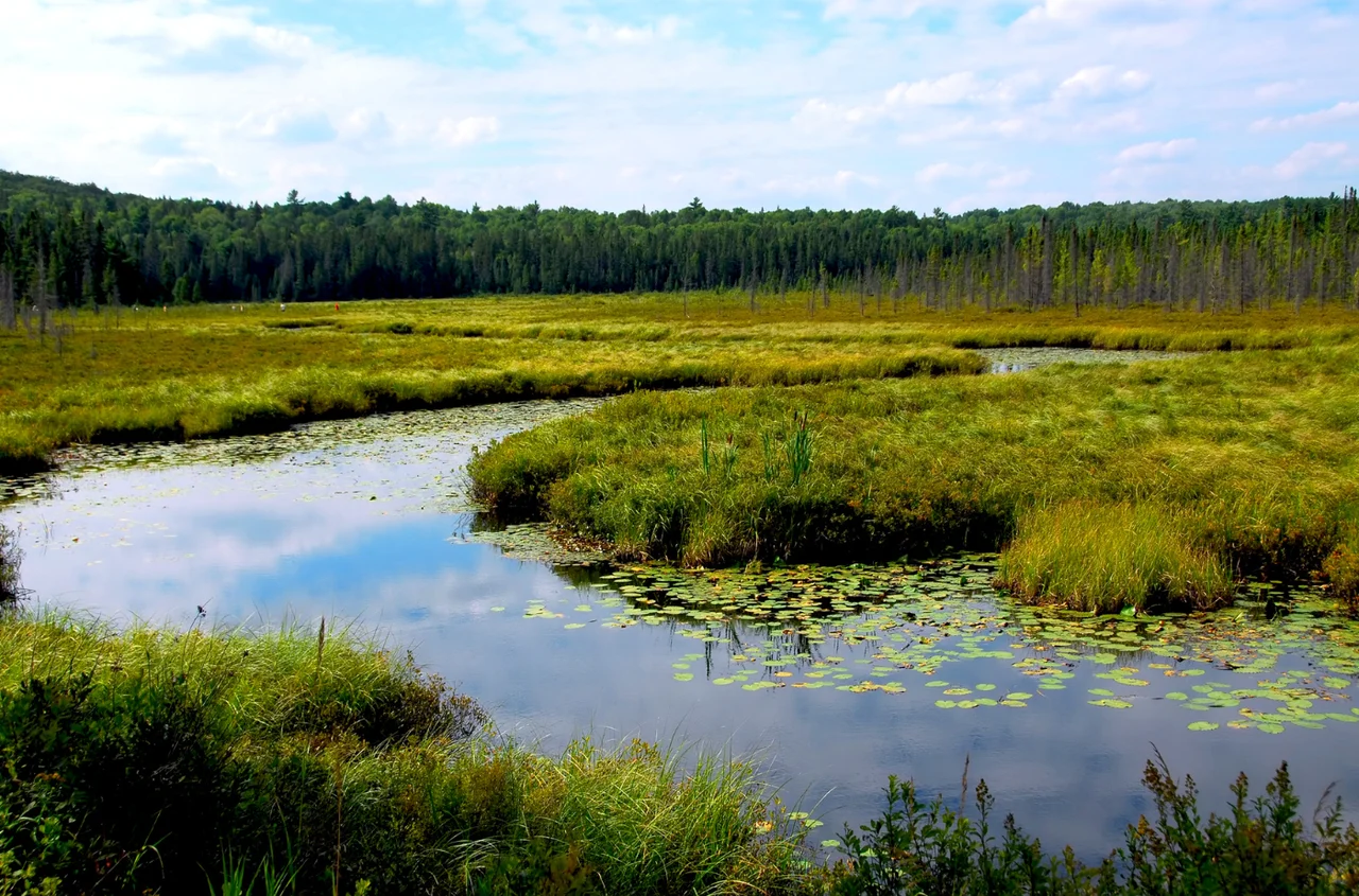 Światowy Dzień Mokradeł: Znaczenie i Wyzwania