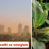 Czy wiesz, że niektóre ROŚLINY chronią nas przed SMOGIEM?