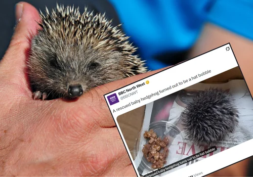 Kobieta myślała, że znalazła jeża - opiekowała się nim i zawiozła do weterynarza! Na miejscu okazało się, że to pompon od czapki