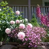 Peonie w ogrodzie
