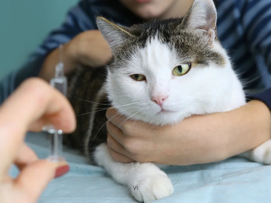 Polska: Nakaz szczepienia kotów przeciwko wściekliźnie. Gdzie obowiązuje?