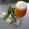 Domowe piwo RADLER z rokitnikiem