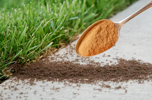 Wystarczy szczypta tego produktu z kuchni, a mrówki znikają w godzinę. Genialny trik z TikToka!