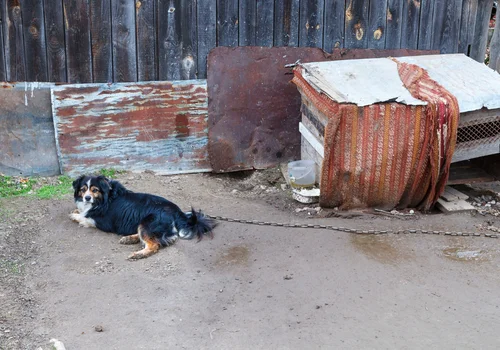 PILNE: Hodowla zwierząt na futra i trzymanie psów na łańcuchach - jest oficjalna decyzja Karola Nawrockiego