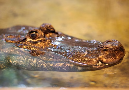 Najstarszy mieszkaniec europejskiego zoo żyje w Płocku! W tym roku skończył 94 lata!