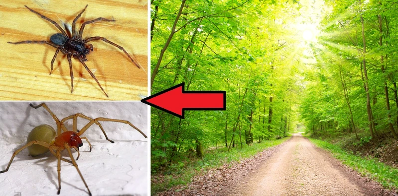 Jadowite pająki – rodzaje i miejsca występowania w Polsce!