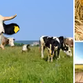 Kupujesz SUROWE MLEKO i JAJA ze WSI?  Pamiętaj o tym!