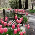 Tulipany w parku