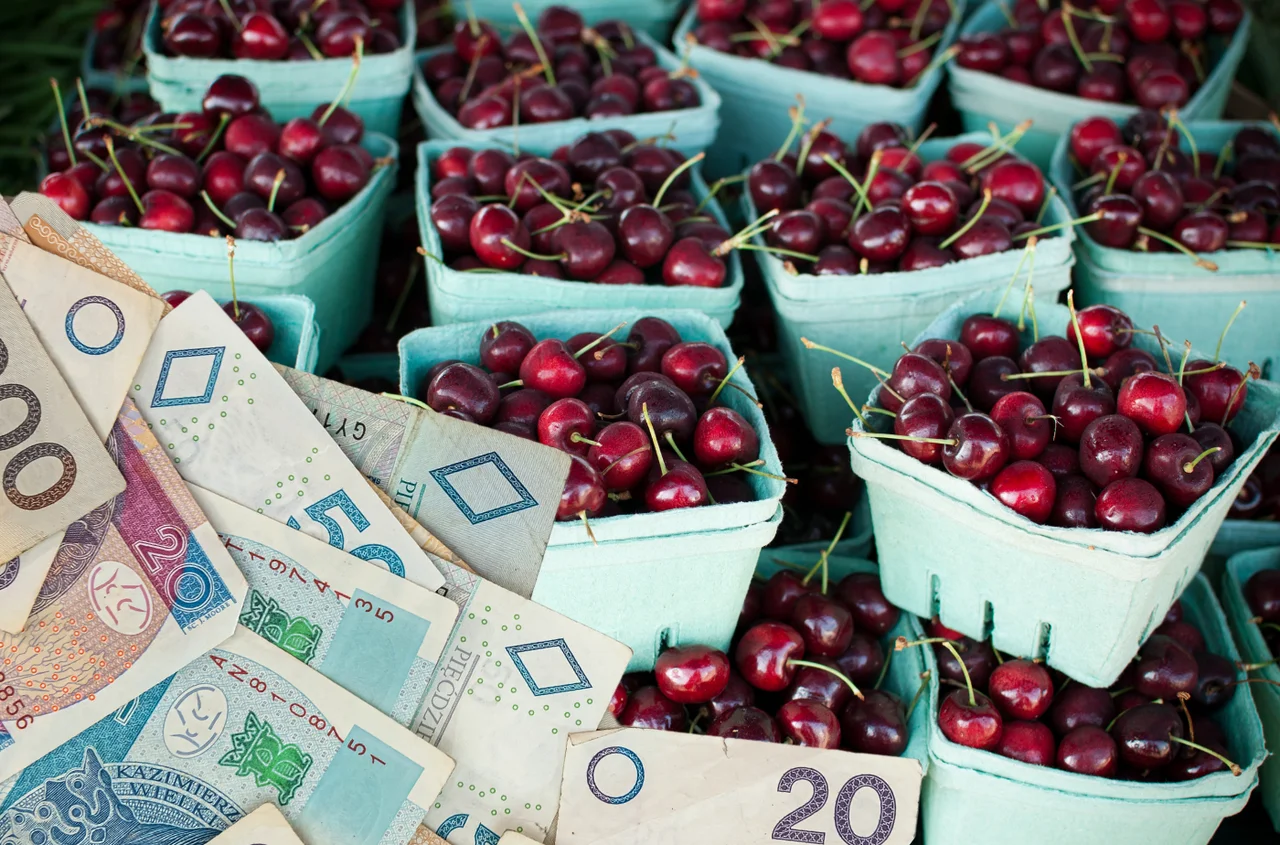 Czereśnie droższe niż kiedykolwiek?! Takie lato przejdzie do historii!