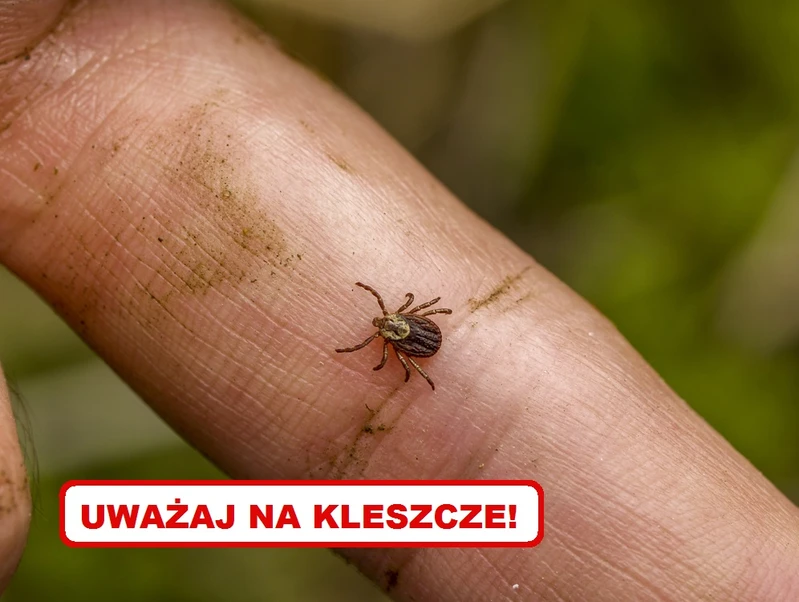 Wykorzystaj tę sztuczkę, a KLESZCZE będą omijać Cię z daleka!