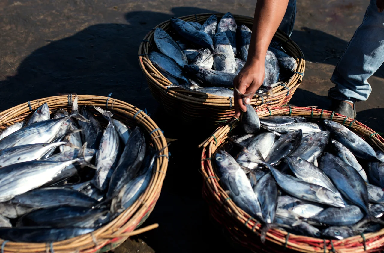 Światowy Dzień Tuńczyka: Znaczenie i Wyzwania dla Przyszłości