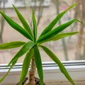 Dracena w domu? Uważaj, może być bardzo trująca!