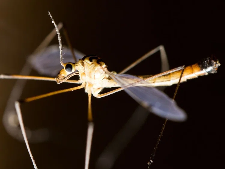 Zdjęcie W twoim mieszkaniu jest taki komar? Lepiej to przeczytaj. #1