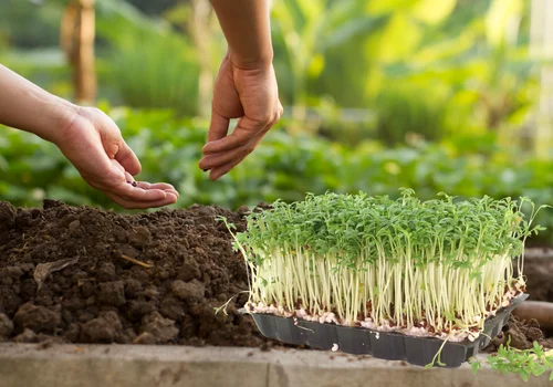 Nie tylko na parapecie! Jak uprawiać rzeżuchę w ogródku i korzystać z niej przez cały sezon!?