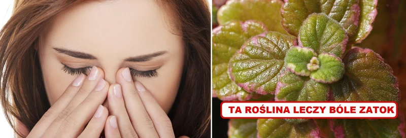 Dzięki tej roślinie BÓL ZATOK zniknie!