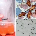 Prosta mikstura odstraszająca karaluchy, pająki i inne owady!