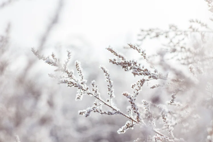 Zdjęcie Zimowa alergia- czy rośliny pylą zimą? #3