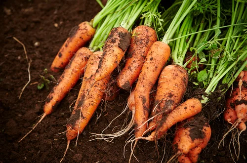 Dzień Marchewki: Święto Zdrowia i Smaku