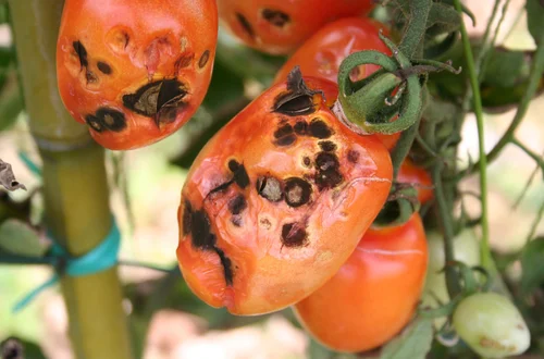 Czarne plamy na pomidorach? Oto, co należy wiedzieć i jak temu zapobiec!