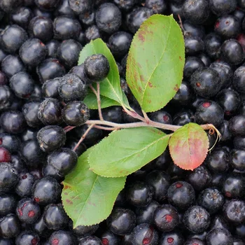 KUCHENNA APTEKA #39 - ARONIA