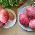 Dodaj do ryżu barwnik i czekaj na efekt! Wychodzą niezłe jaja!