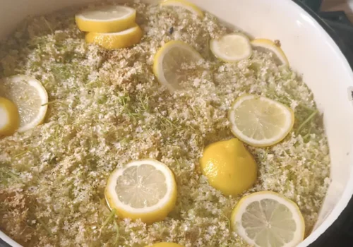 Gotuję kwiaty czarnego bzu z cytryną i cukrem! Efekt? Genialny smak i naturalne wsparcie odporności