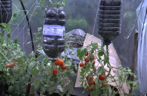 Czy można posadzić pomidory do góry nogami? Tak! Podpowiadamy jak!