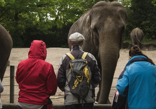 Dzień Miłośników Zoo: Jak Świętować i Dlaczego Zoo Są Ważne