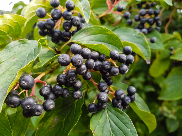 Aronia czyli najsmaczniejsze lekarstwo na świecie! Na co pomaga?