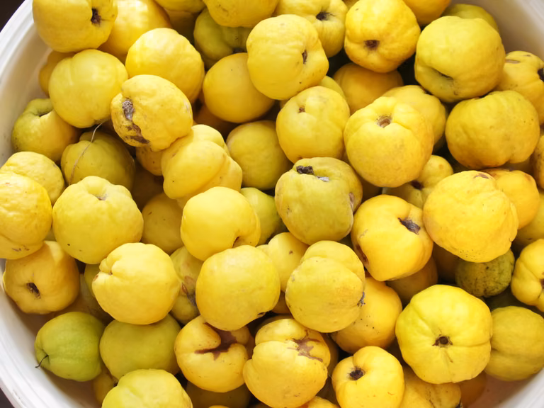 Pigwa - roślina o dobroczynnych właściwościach. Lek na grypę i przeziębienie.