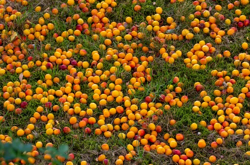 We Francji mówią na to „kulinarne złoto”. W Polsce mało kto zbiera, a owoce gniją kilogramami w trawie.