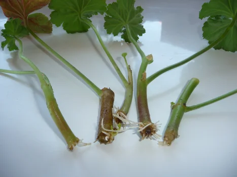 pora przygotować sadzonki pelargonii