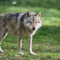 Atak wilków na gospodarstwo! Eksperci apelują o zachowanie ostrożności!