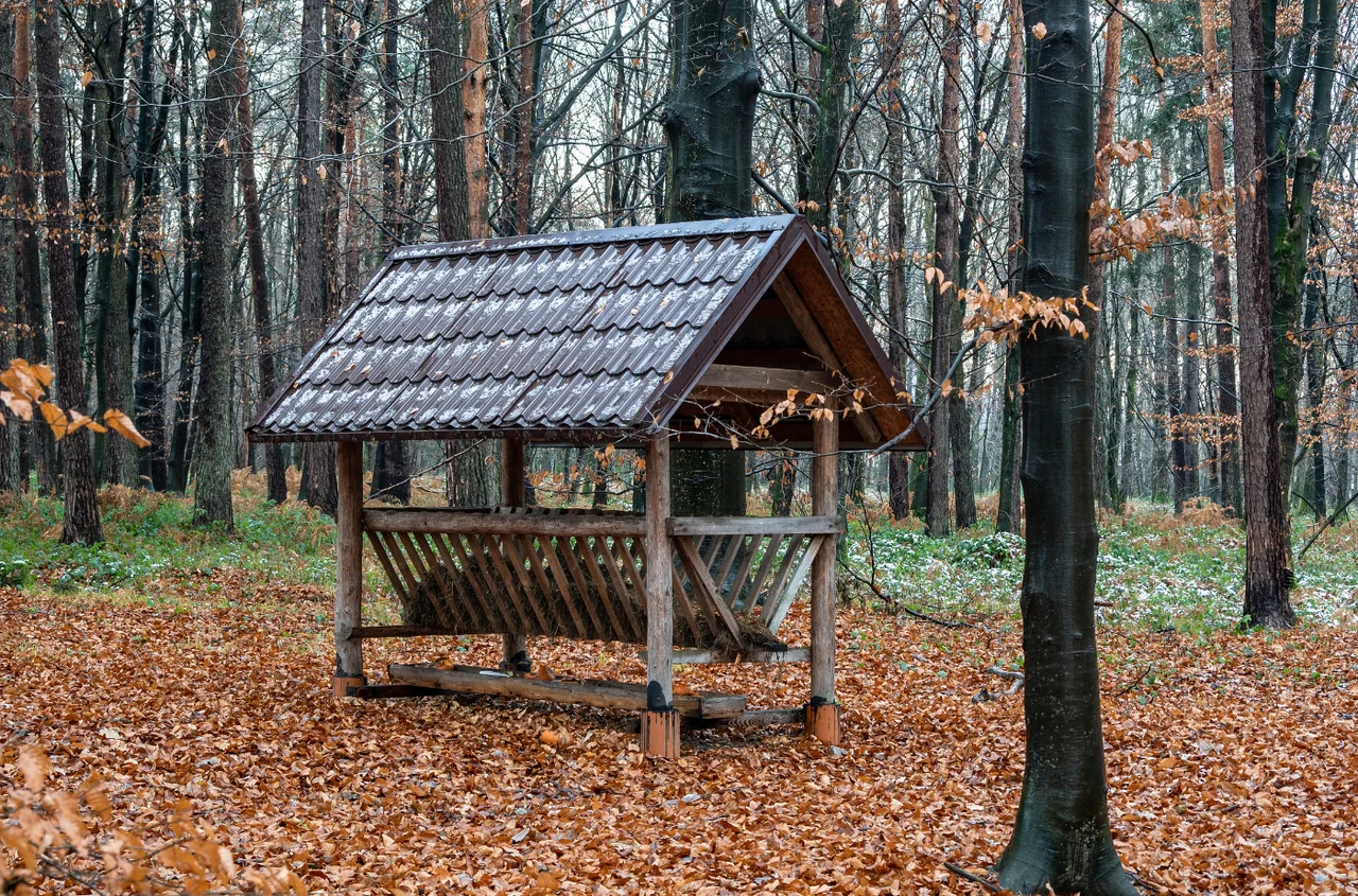 Ogólnopolski Dzień Dokarmiania Zwierzyny Leśnej: Dlaczego Jest Tak Ważny?