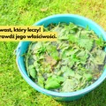 Ten powszechny chwast ma super moc! Od leczenia anemii po wspomaganie wzrostu włosów