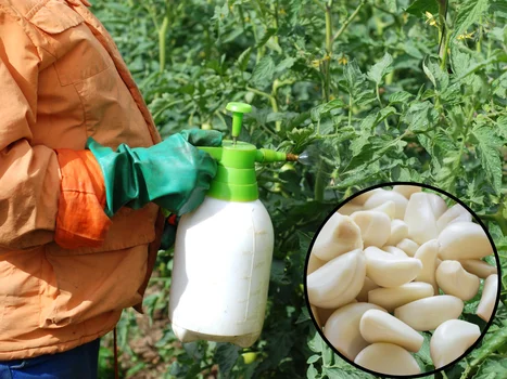 Naturalny oprysk przeciw szkodnikom i wzmocnienie odporności roślin. Przepis na szybki wywar czosnkowy