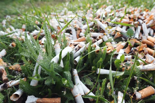 Wykorzystaj TYTOŃ Z PAPIEROSÓW i uratuj rośliny w swoim ogrodzie!