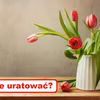 TULIPANY opadły? Sprawdź jak je uratować!